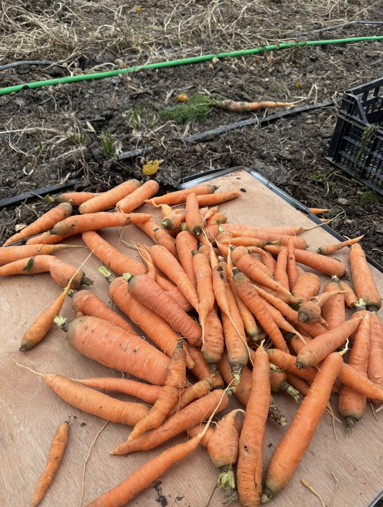 Ghid Morcovi fara chimicale - imagine 3