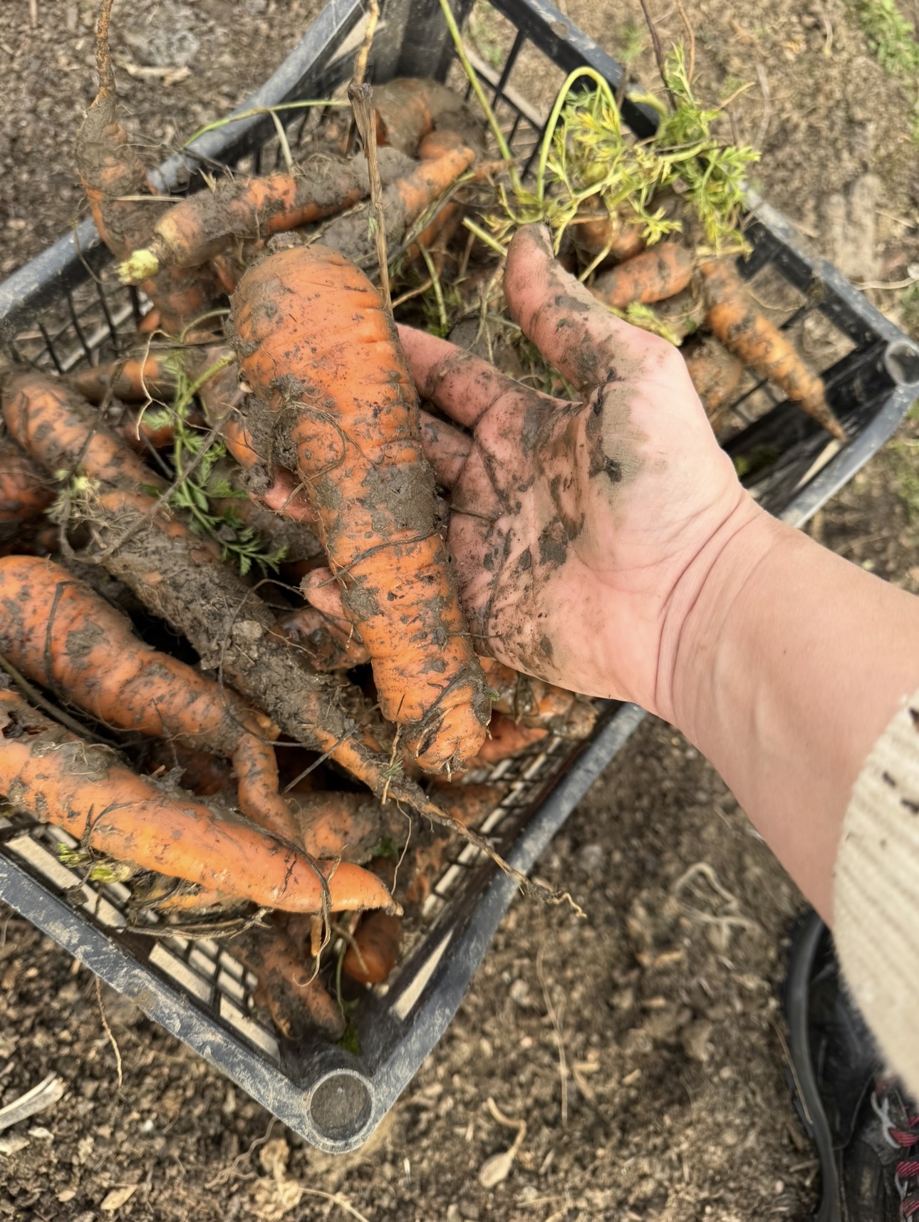 Ghid Morcovi fara chimicale - imagine 4