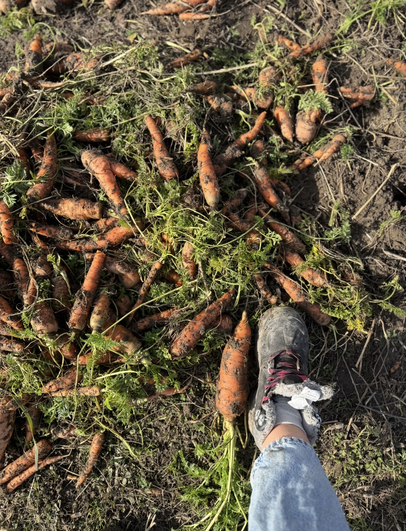 Ghid Morcovi fara chimicale - imagine 5